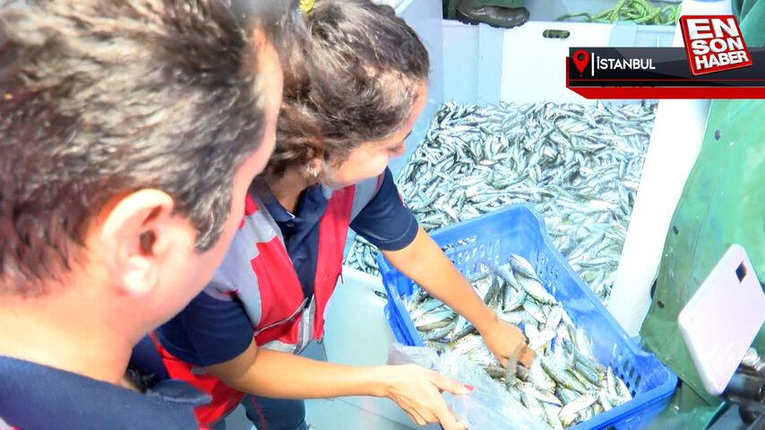 Marmara Denizi’nde avlanan balıklar denetlendi